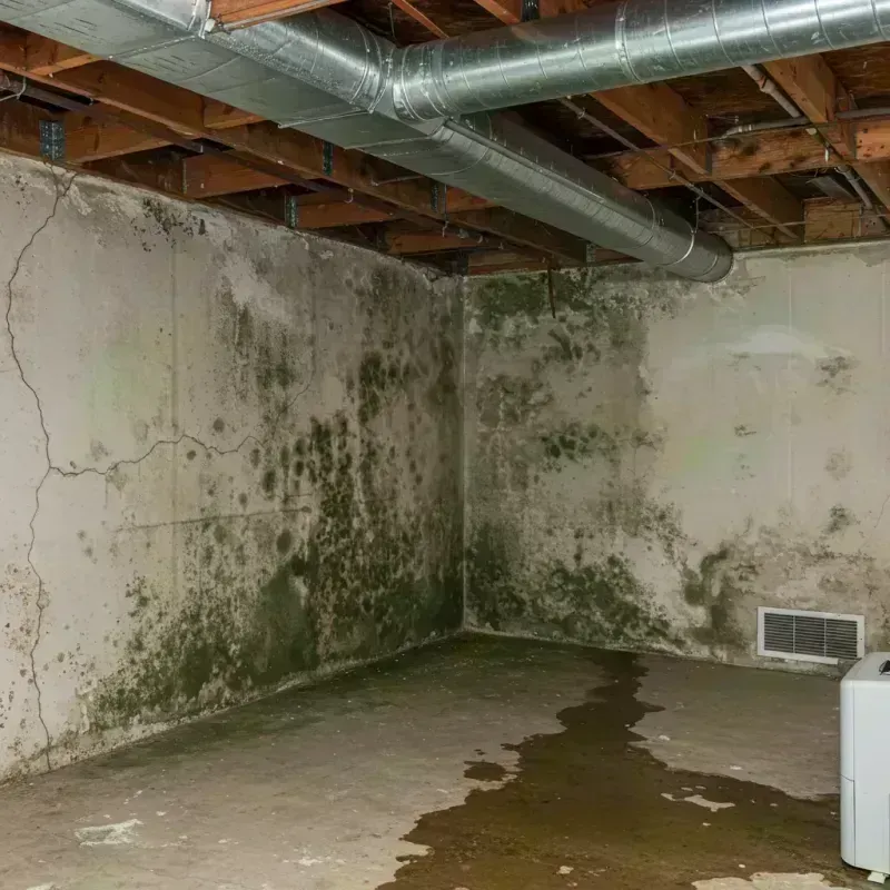 Professional Mold Removal in Portage Park, IL